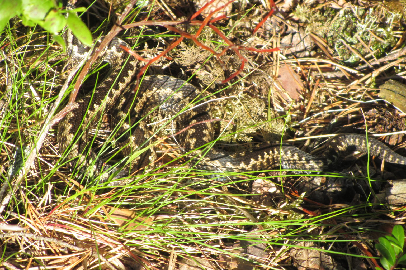 Valokuvaaja: Risto Kangassalo