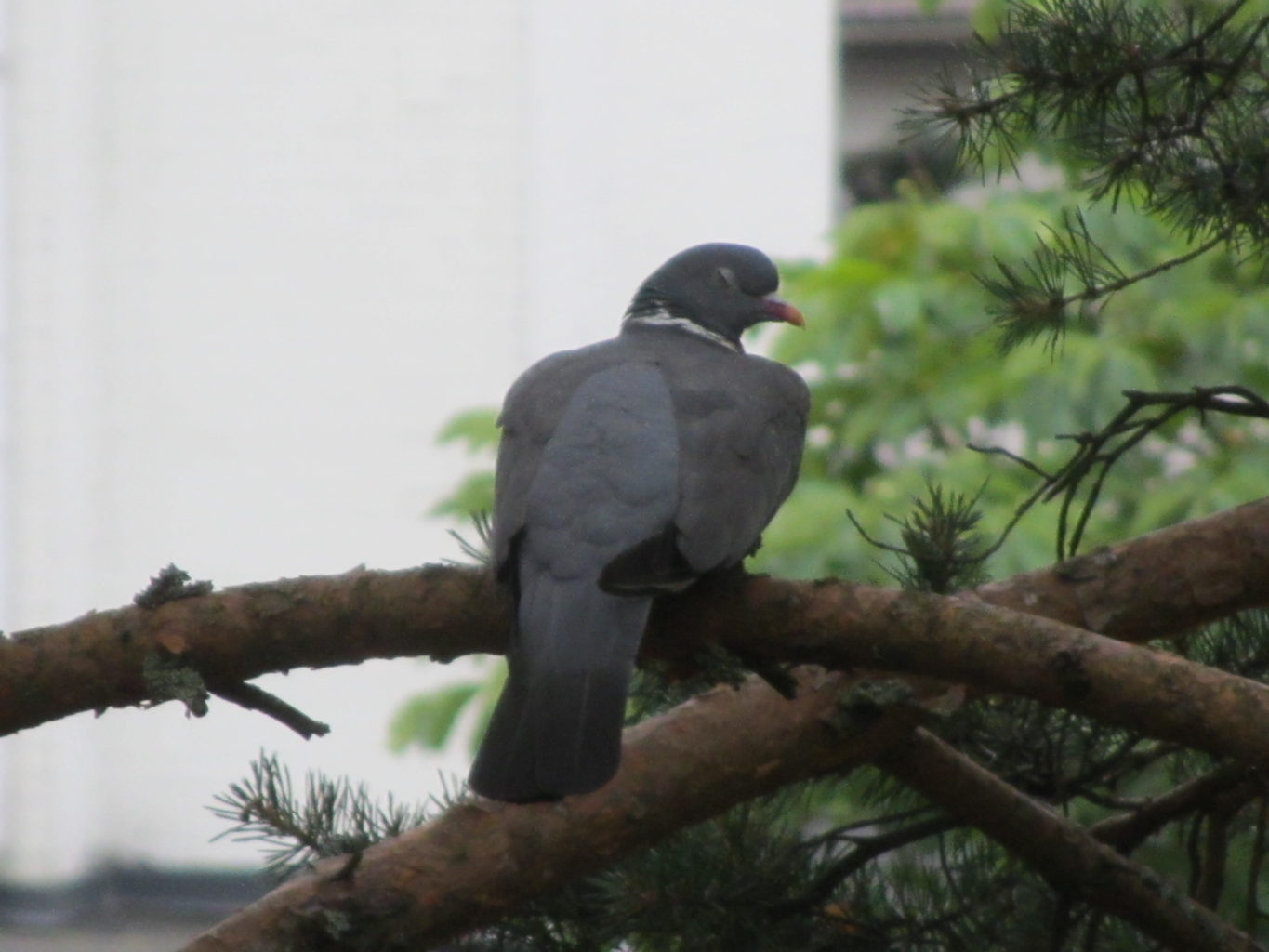 Valokuvaaja: Risto Kangassalo