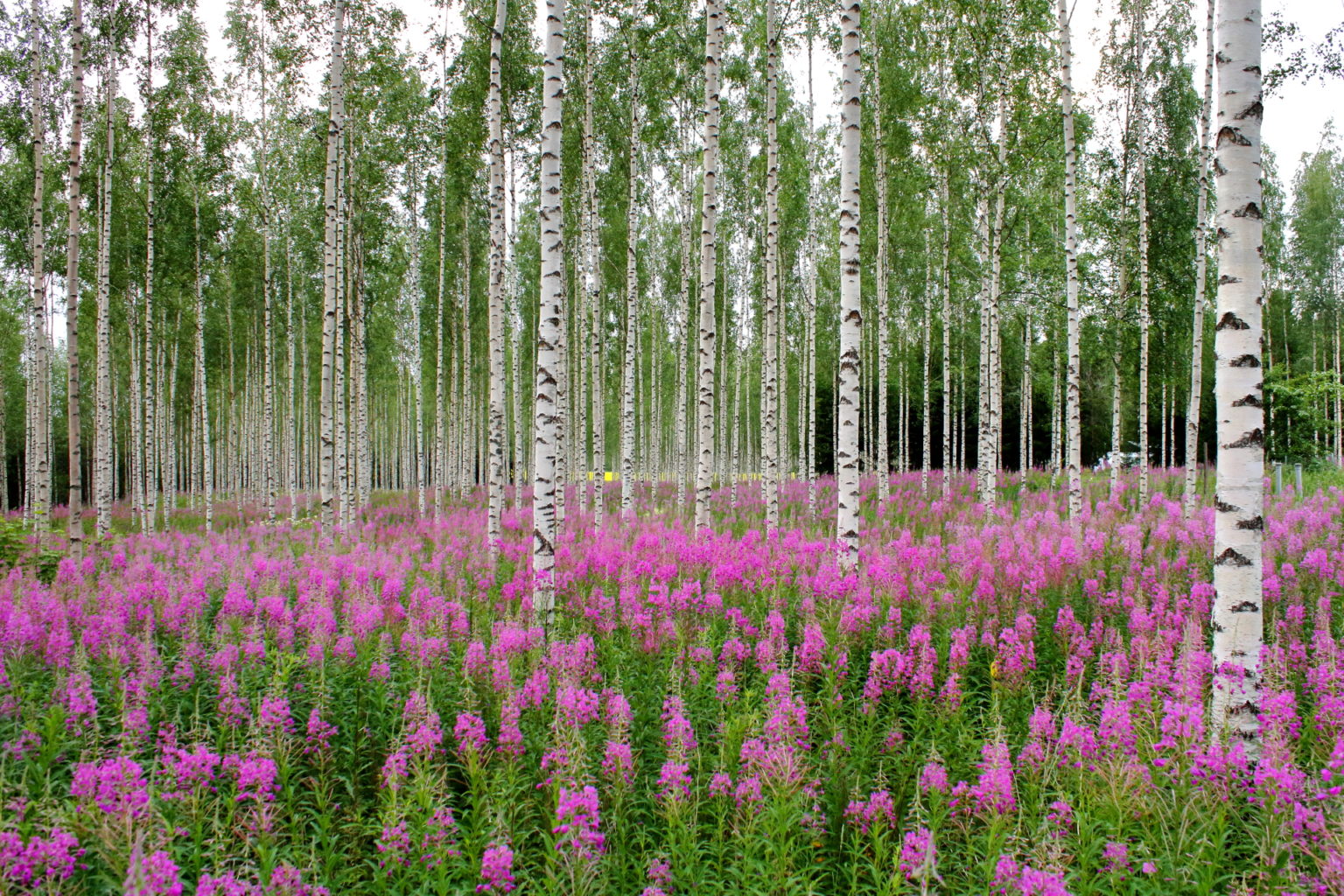 Valokuvaaja: Lasse Kokko