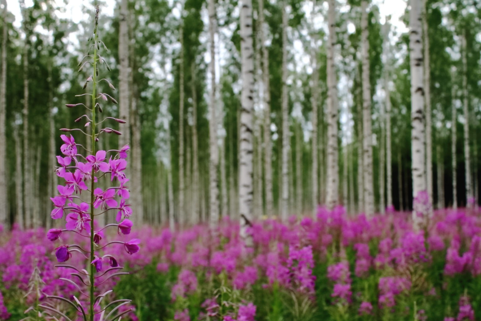 Valokuvaaja: Lasse Kokko