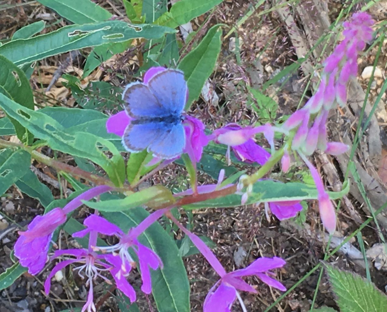 Valokuvaaja: Liisa Niiva-Korpela