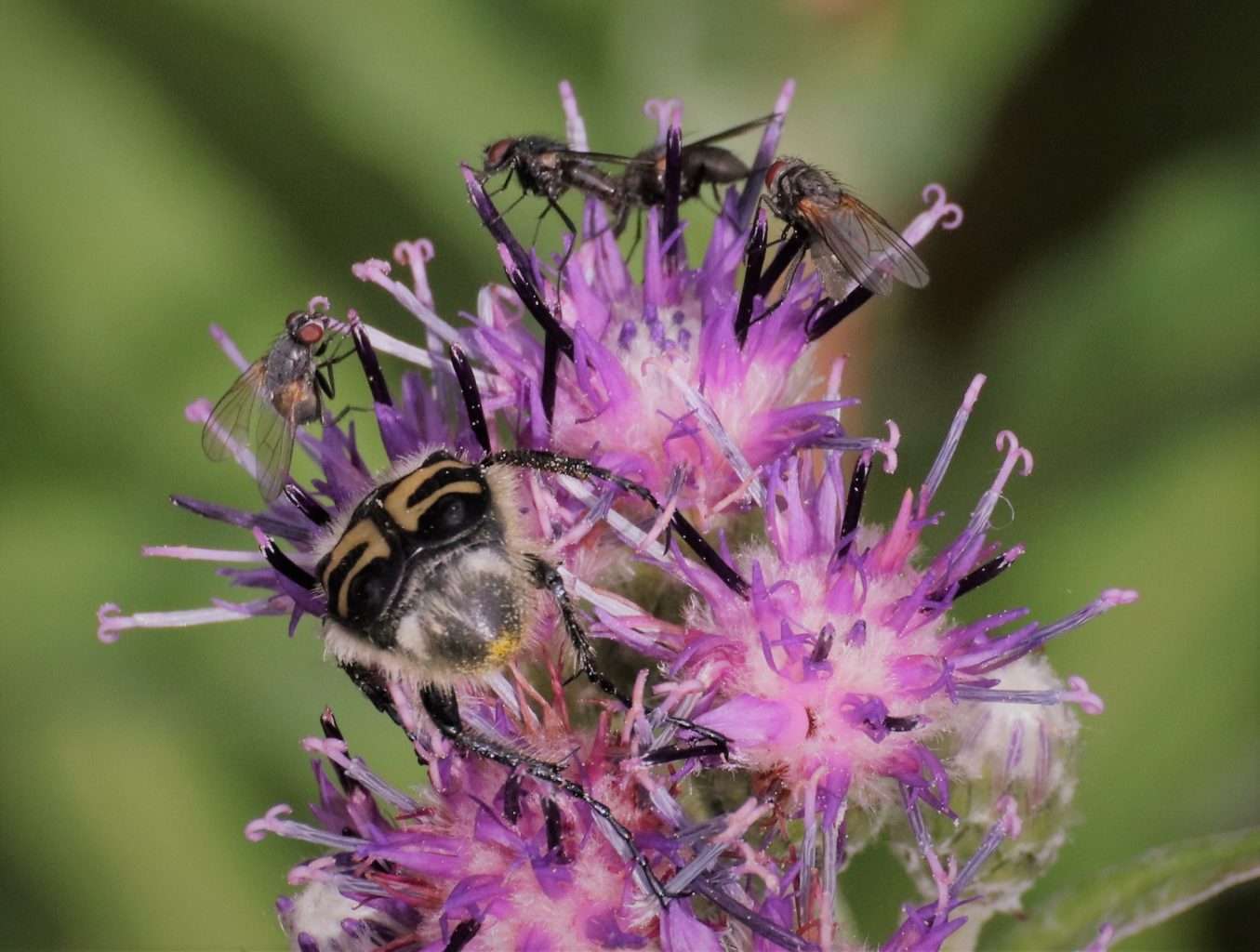 Valokuvaaja: Irja Lehtinen