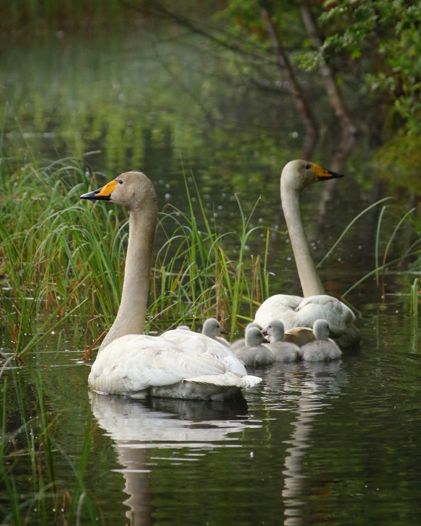 Valokuvaaja: Pasi Hyttinen