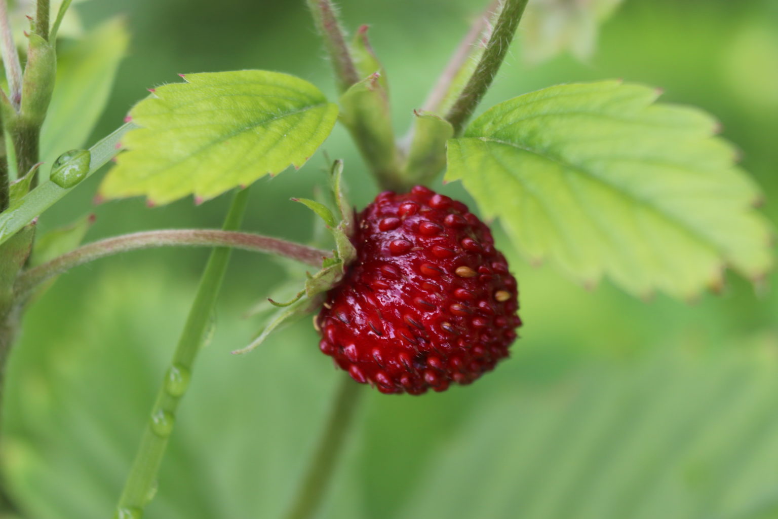 Valokuvaaja: Irja lehtinen