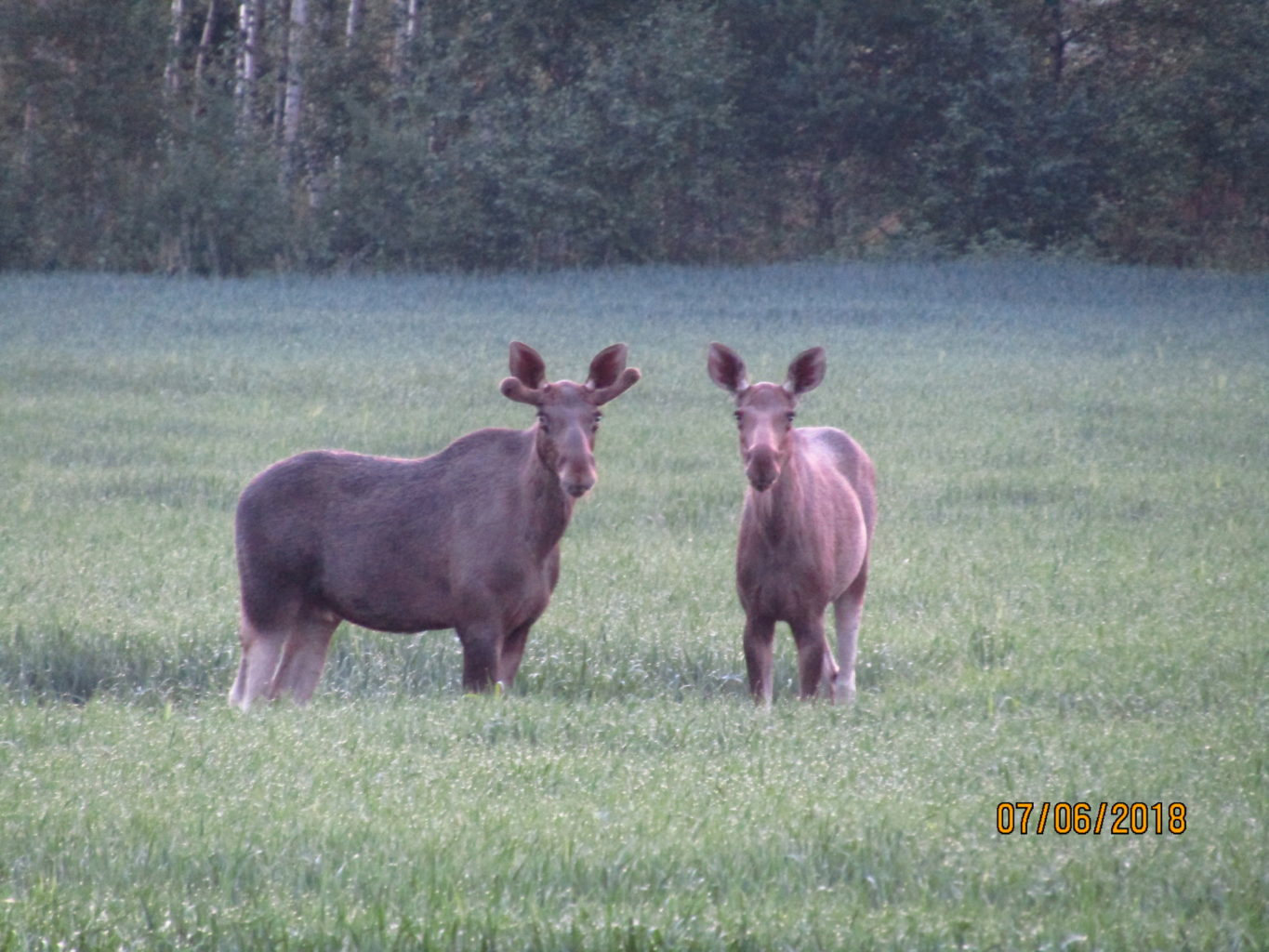 Valokuvaaja: Teija Matikka