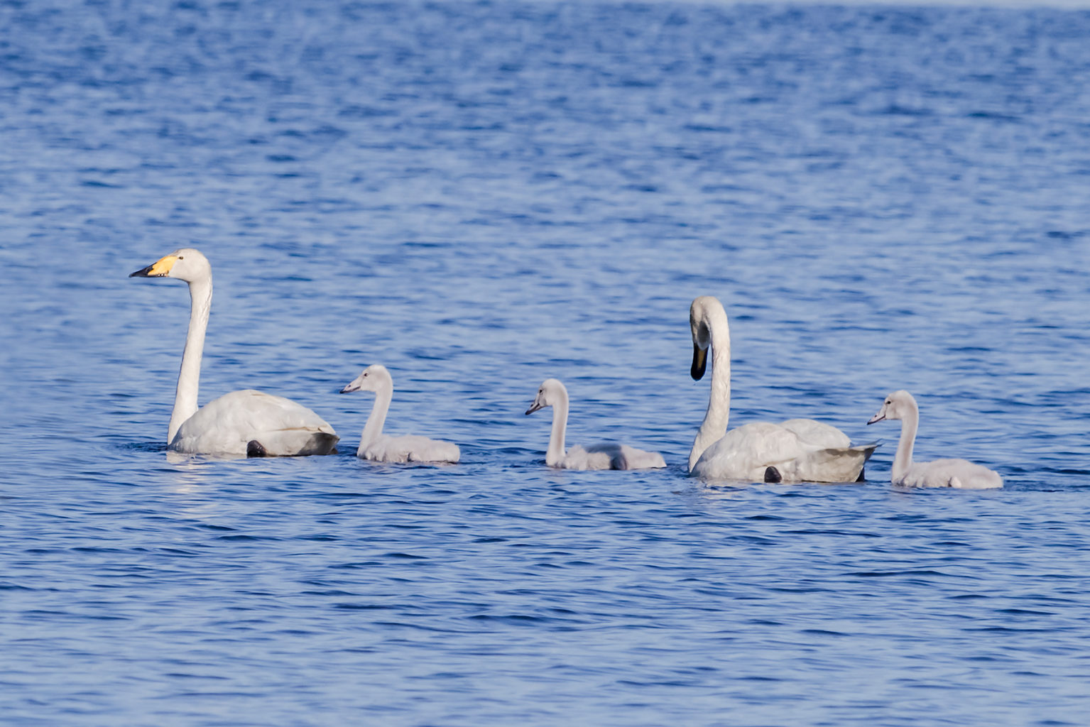 Valokuvaaja: jani kauhanen