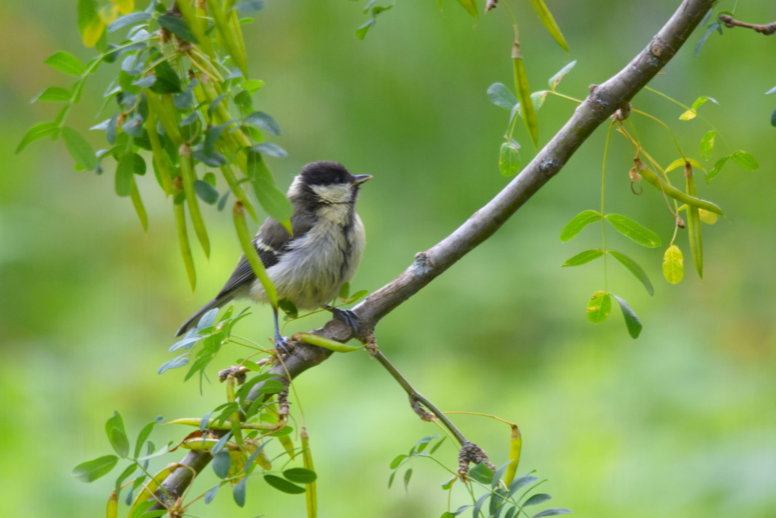 Valokuvaaja: Kaarlo Asikainen