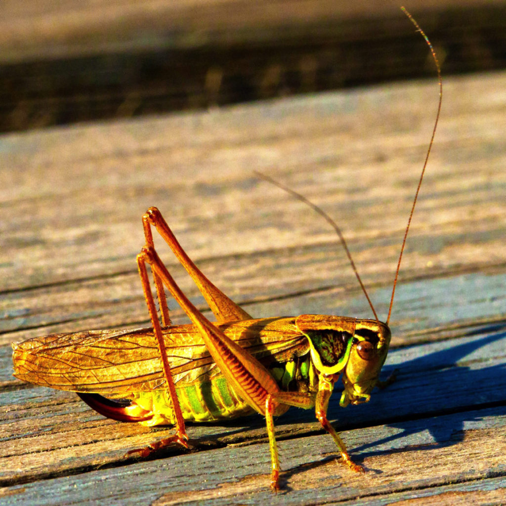 Valokuvaaja: Jarmo Sillanpää