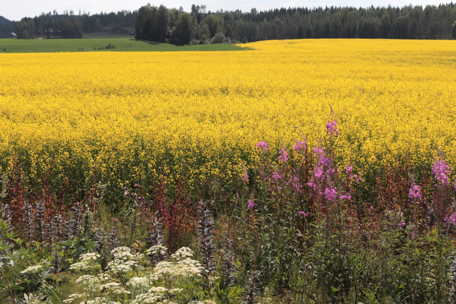 Valokuvaaja: Pirjo Hokkanen