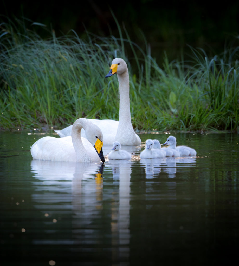 Valokuvaaja: Jukka Risikko
