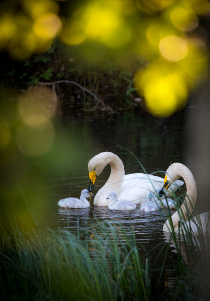 Valokuvaaja: Jukka Risikko