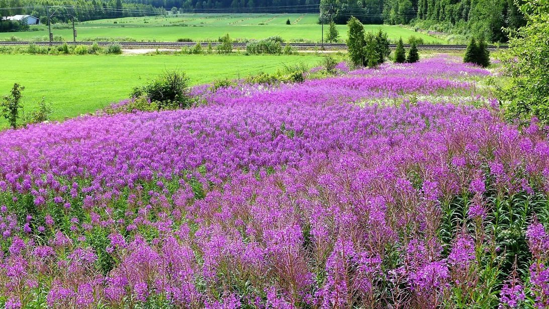 Valokuvaaja: Valtonen Martti