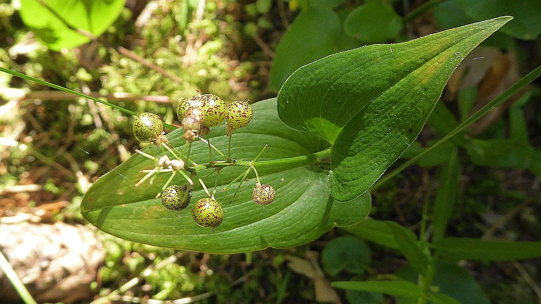 Valokuvaaja: Arja Valtonen