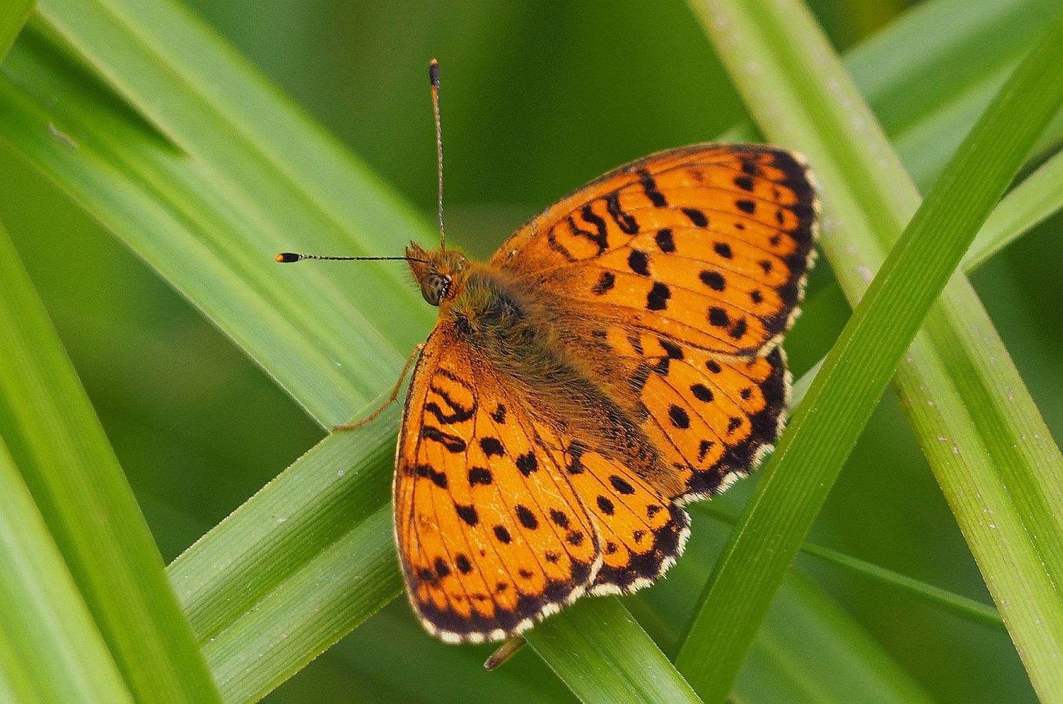 Valokuvaaja: Arja Valtonen