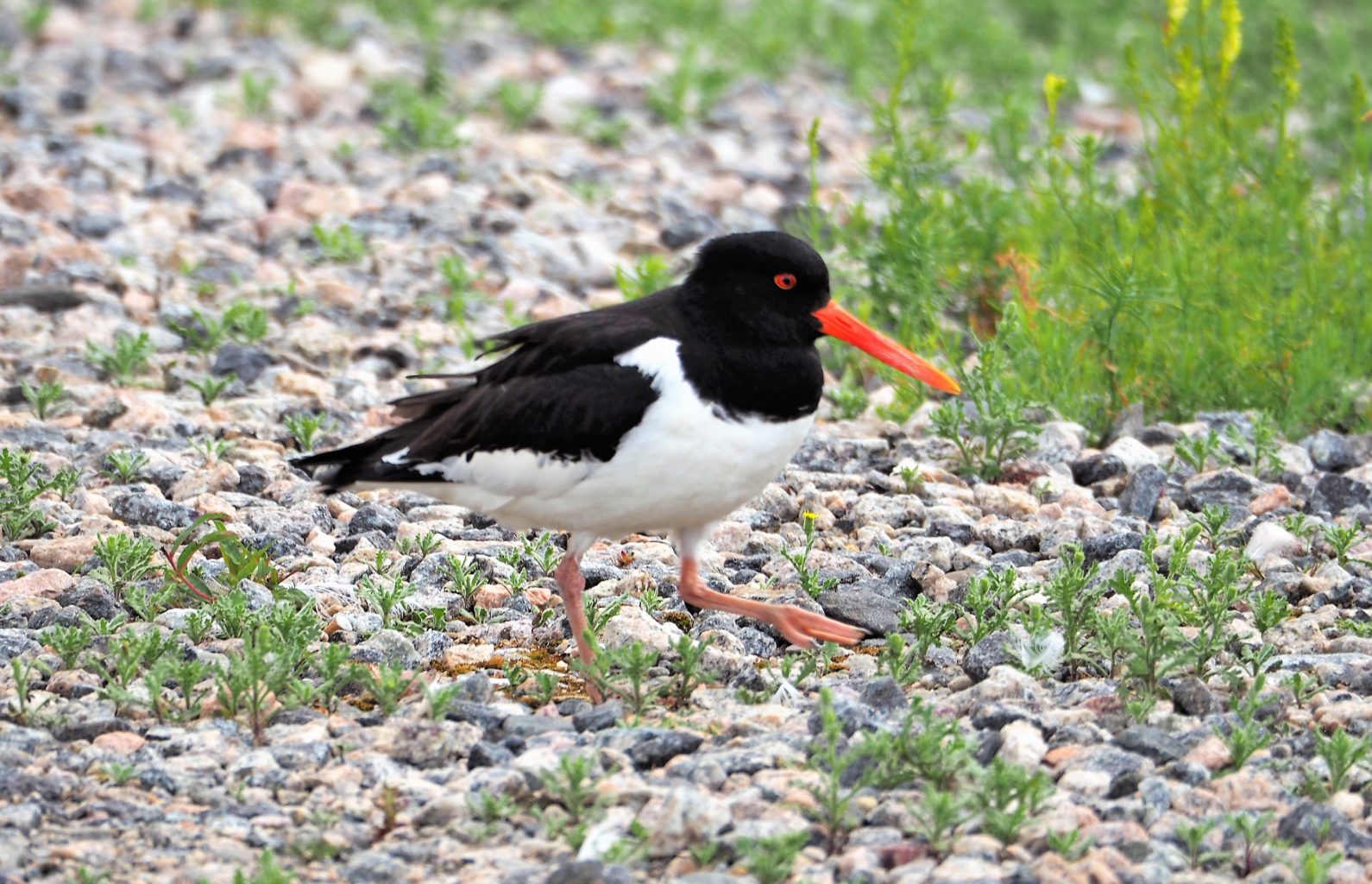 Valokuvaaja: Valtonen Martti