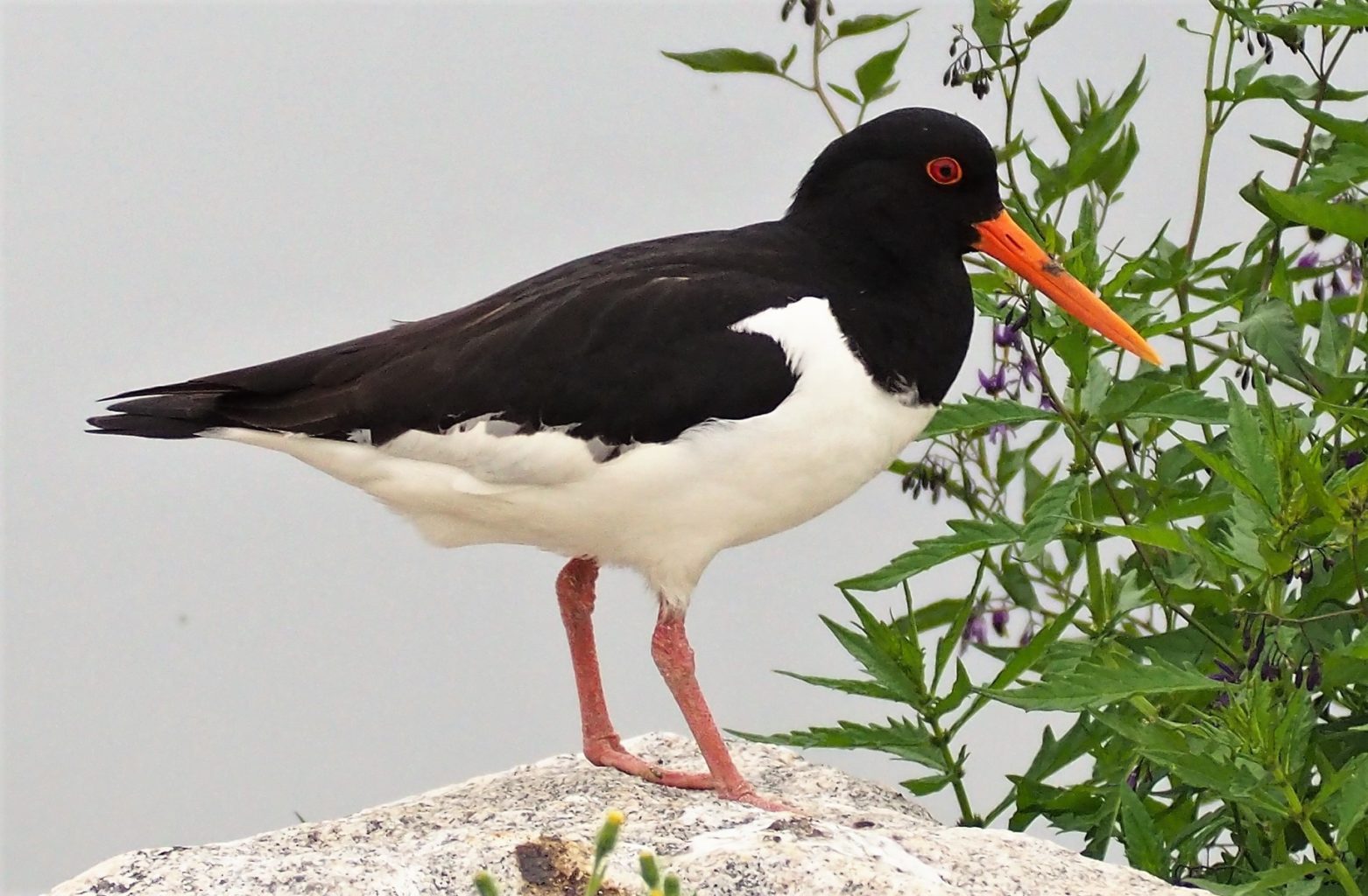 Valokuvaaja: Arja Valtonen