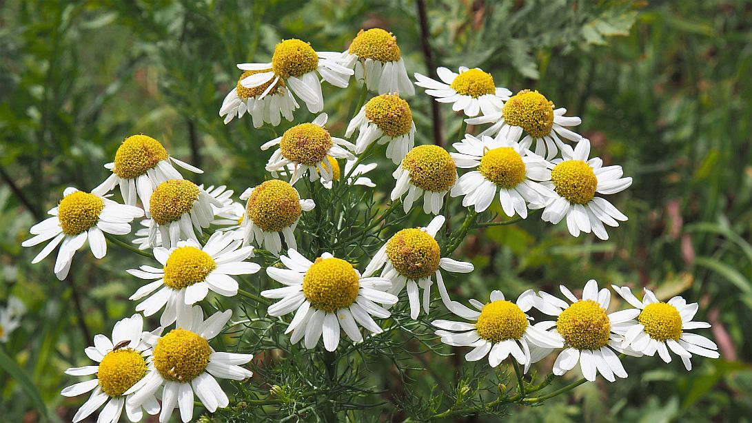 Valokuvaaja: Arja Valtonen