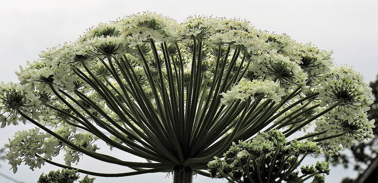 Valokuvaaja: Arja Valtonen