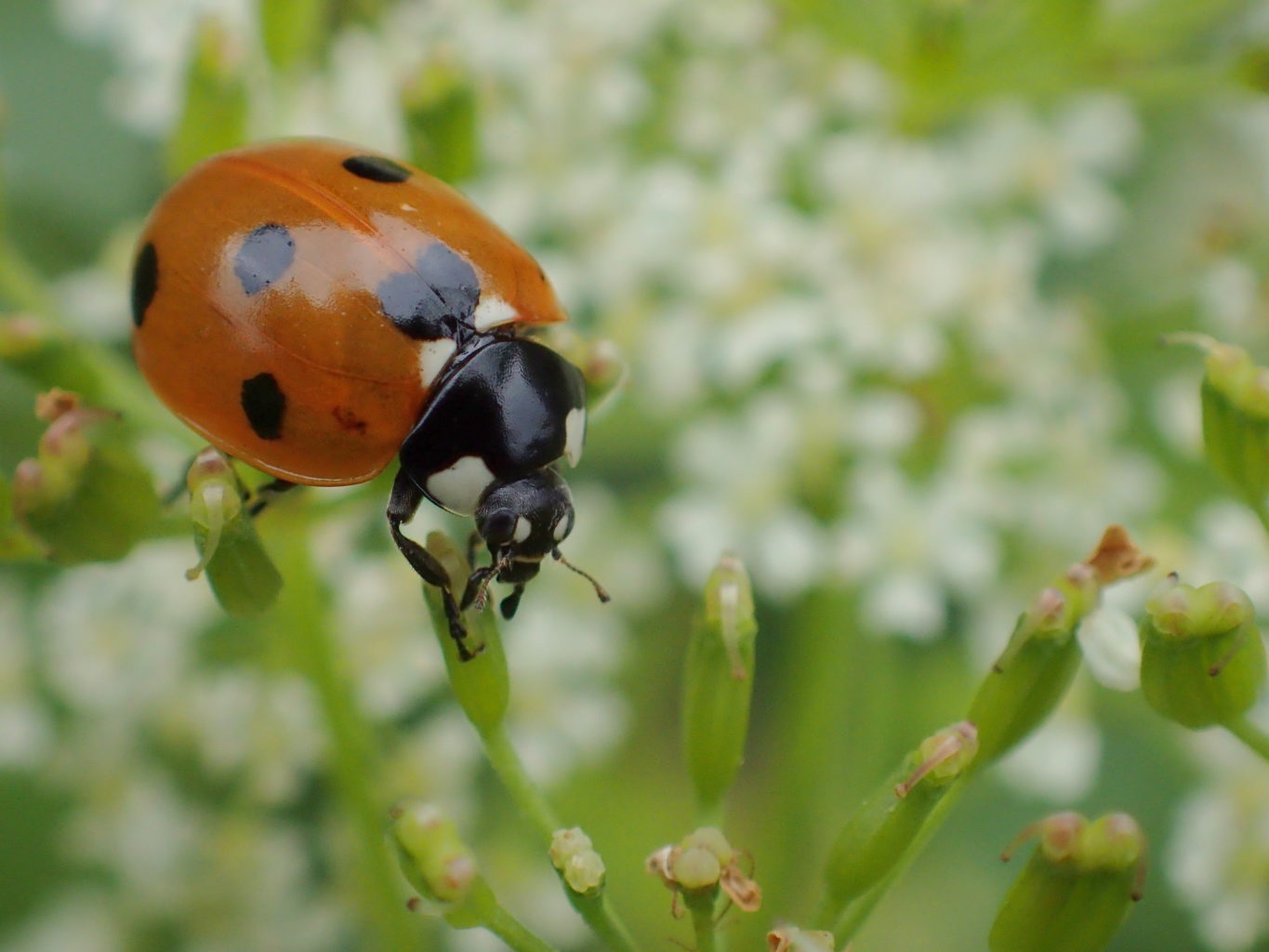 Valokuvaaja: Heidi Rikala