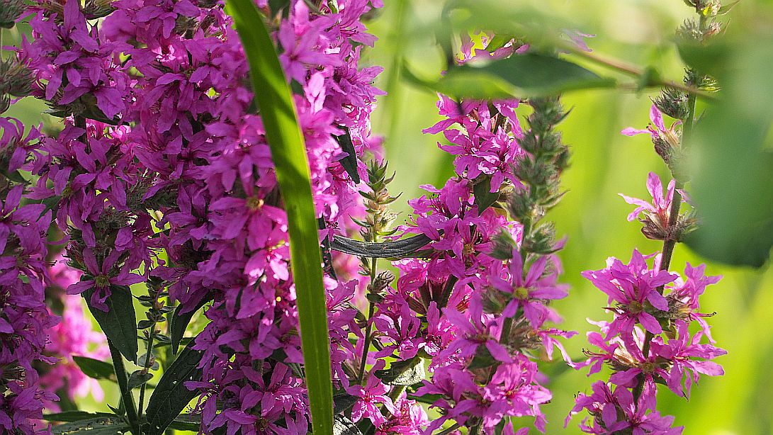 Valokuvaaja: Arja Valtonen