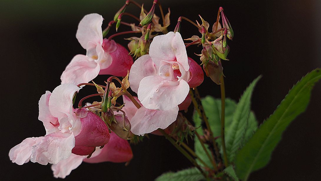 Valokuvaaja: Arja Valtonen