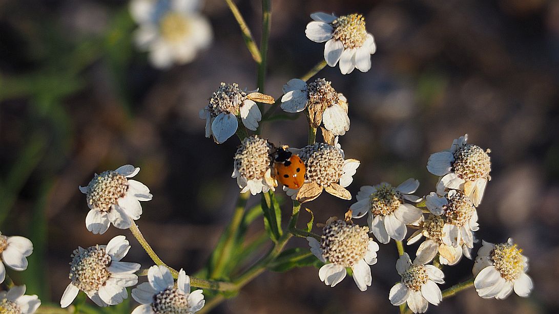 Valokuvaaja: Arja Valtonen