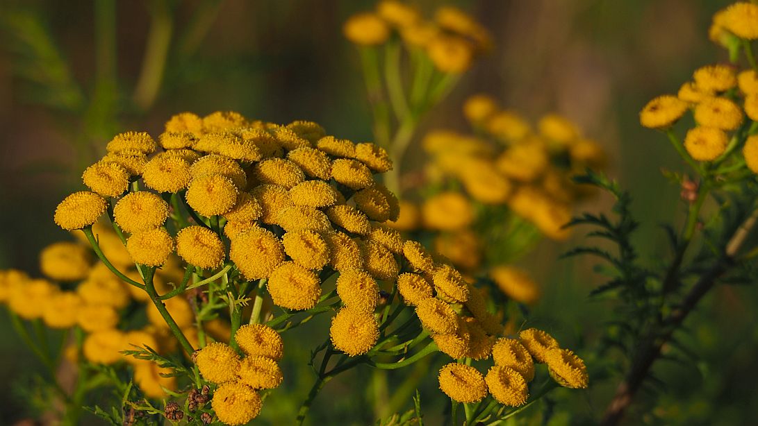 Valokuvaaja: Arja Valtonen