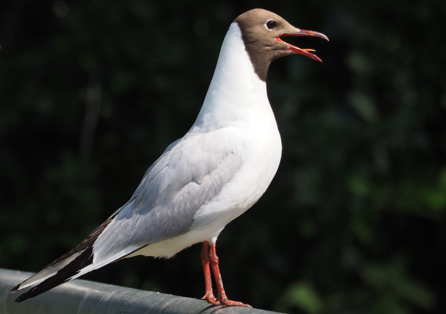 Valokuvaaja: Valtonen Martti