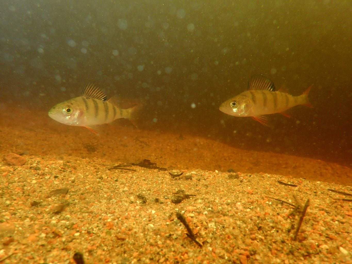 Valokuvaaja: Heidi Rikala