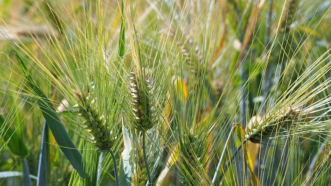 Valokuvaaja: Arja Valtonen