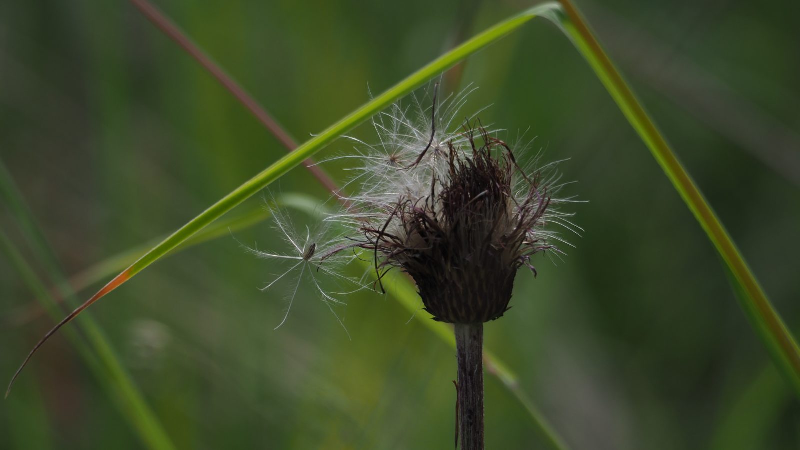 Valokuvaaja: Arja Valtonen