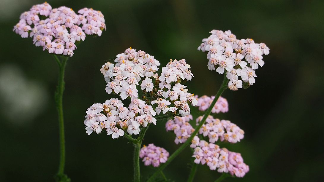 Valokuvaaja: Valtonen Martti