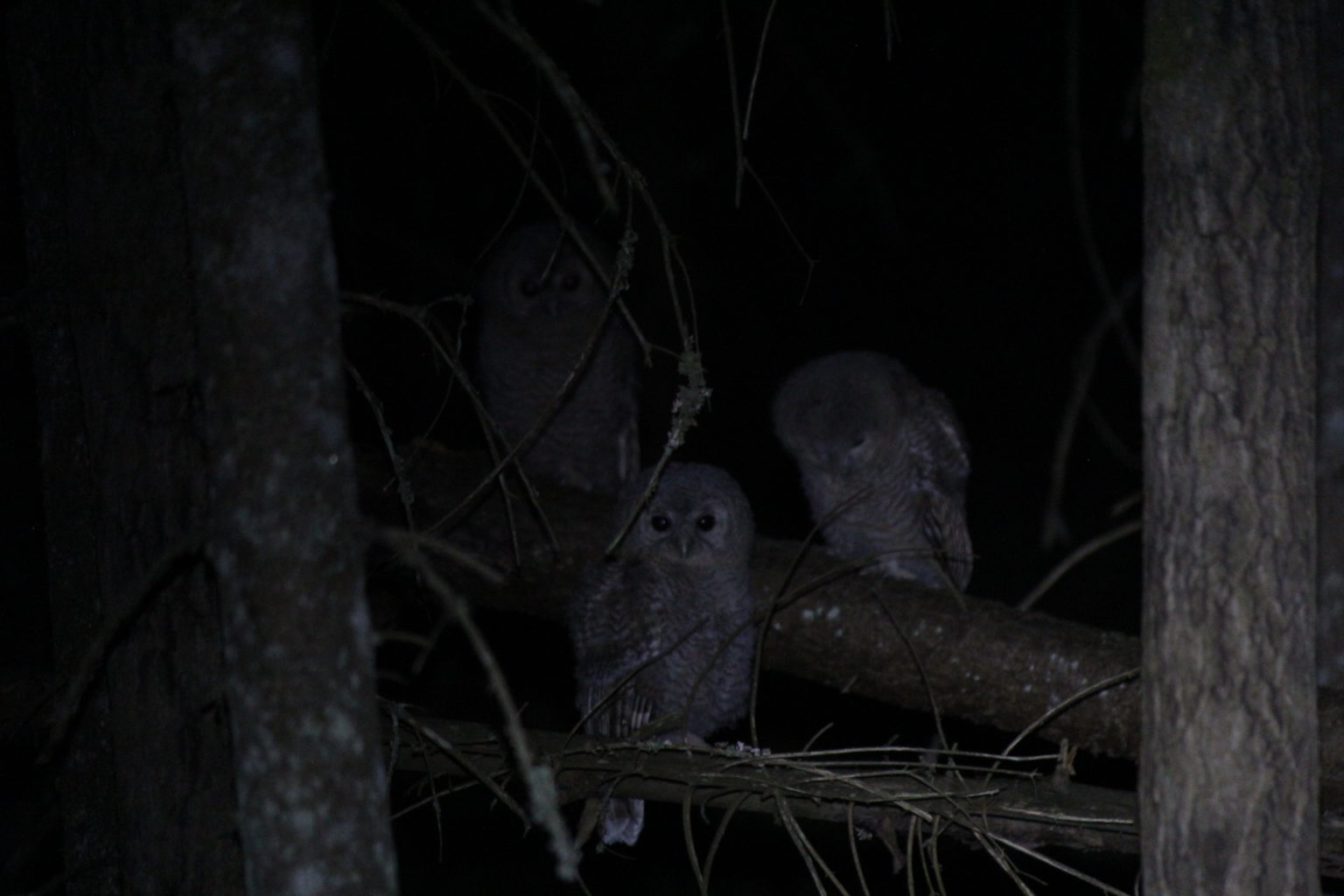 Valokuvaaja: Atte Antikainen