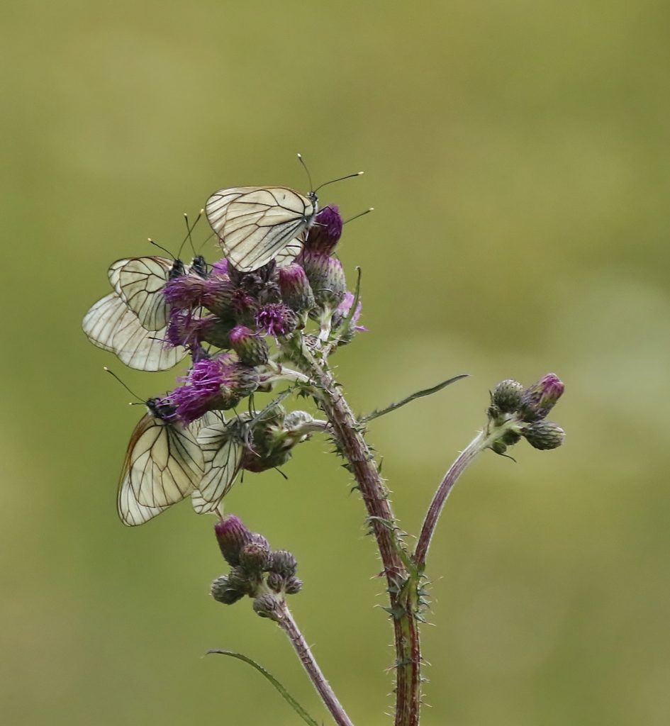 Valokuvaaja: Tuula Pirnes