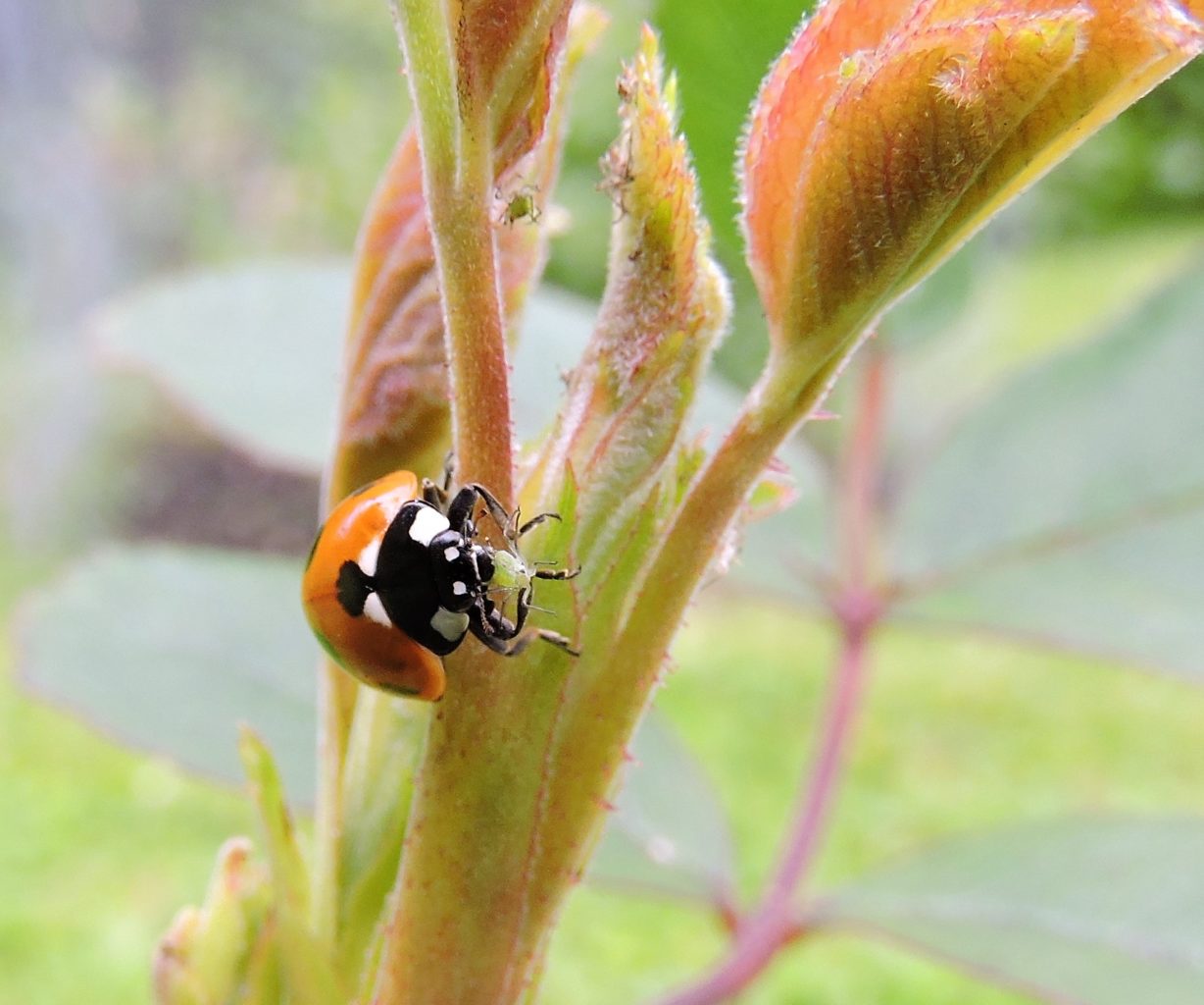 Valokuvaaja: Mervi Kaasalainen