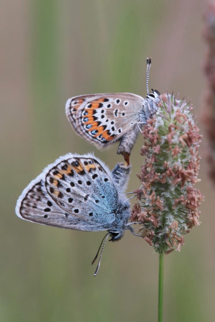 Valokuvaaja: Pirjo Hokkanen