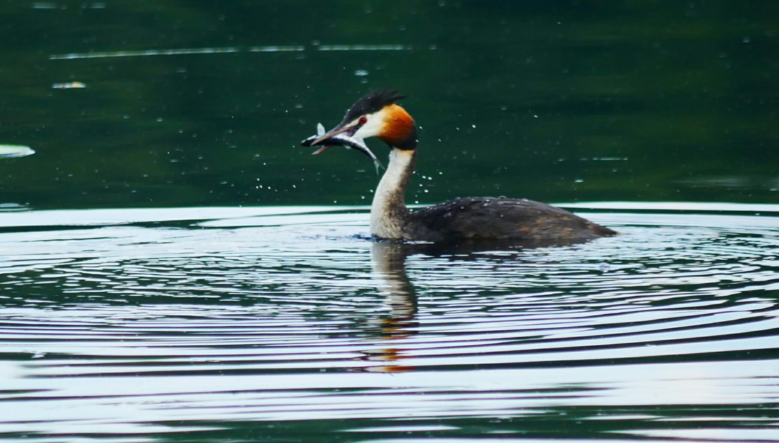 Valokuvaaja: Pekka Myllynen