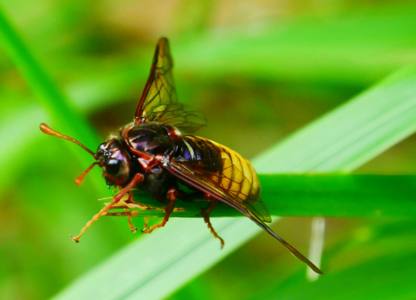 Valokuvaaja: Pekka Myllynen