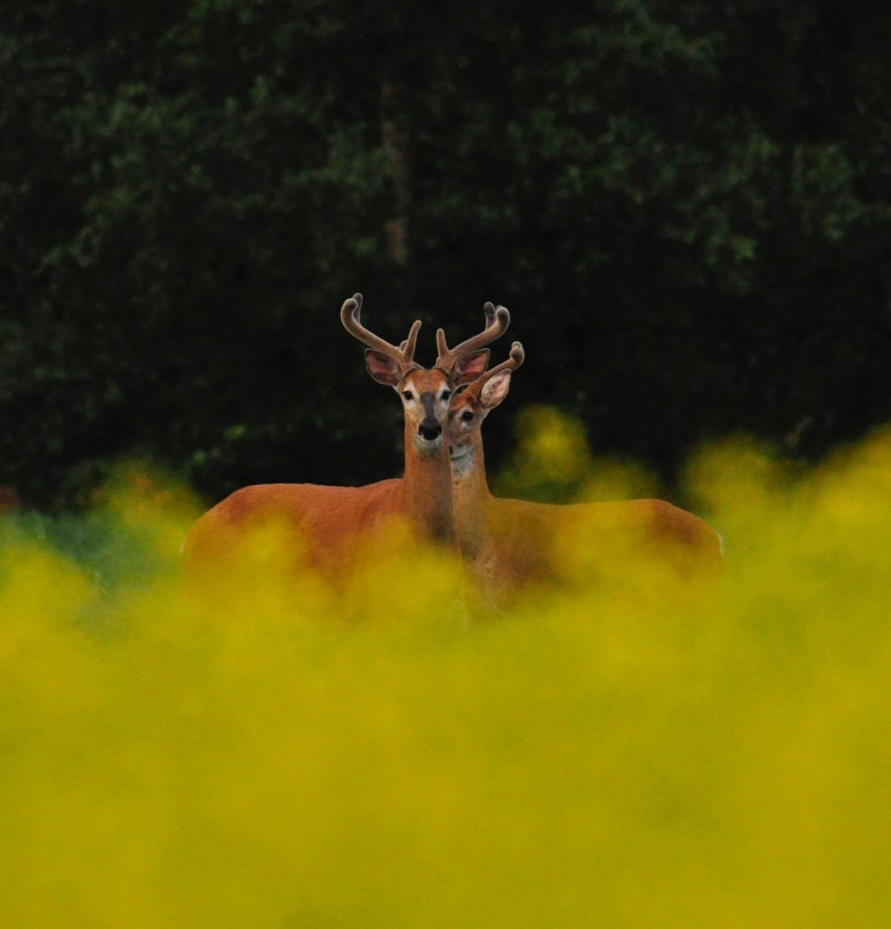 Valokuvaaja: Jenni Merilä