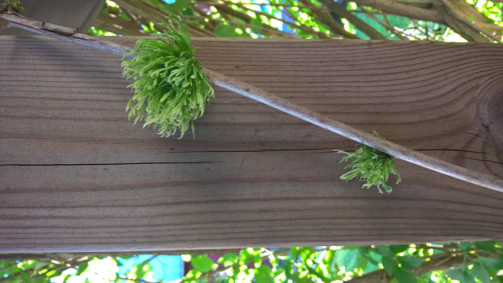 Valokuvaaja: Aila Karhu