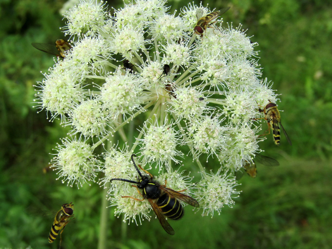 Valokuvaaja: Sirkka Ruotoistenmäki