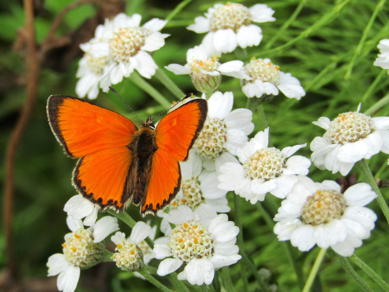 Valokuvaaja: Sirkka Ruotoistenmäki