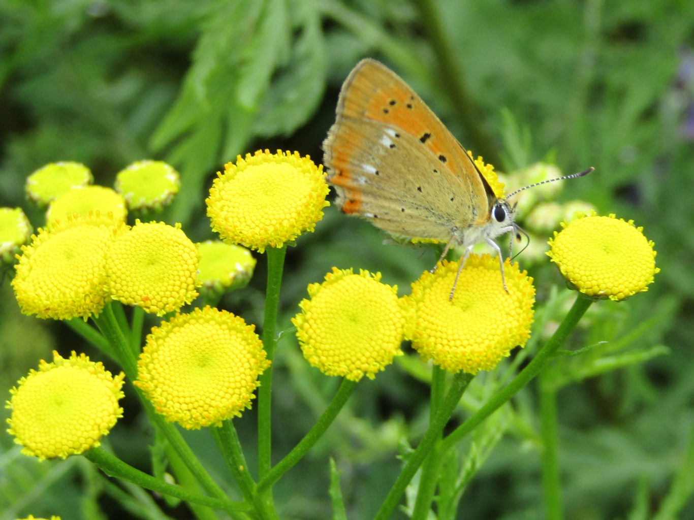 Valokuvaaja: Sirkka Ruotoistenmäki