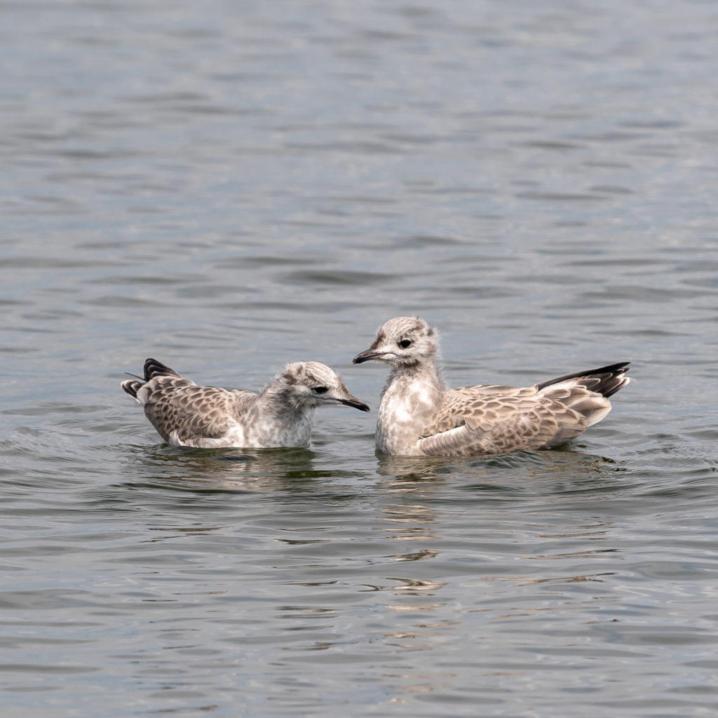 Valokuvaaja: Anne Kaihola