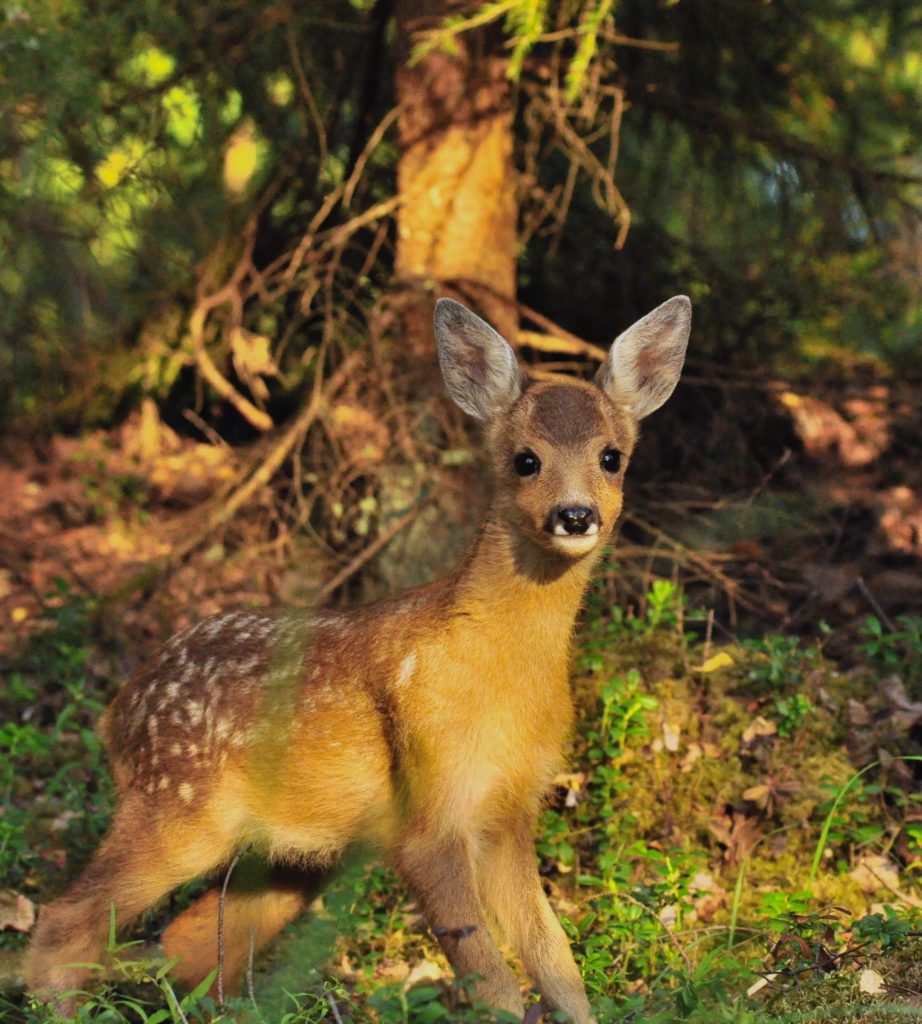 Valokuvaaja: Jenni Merilä