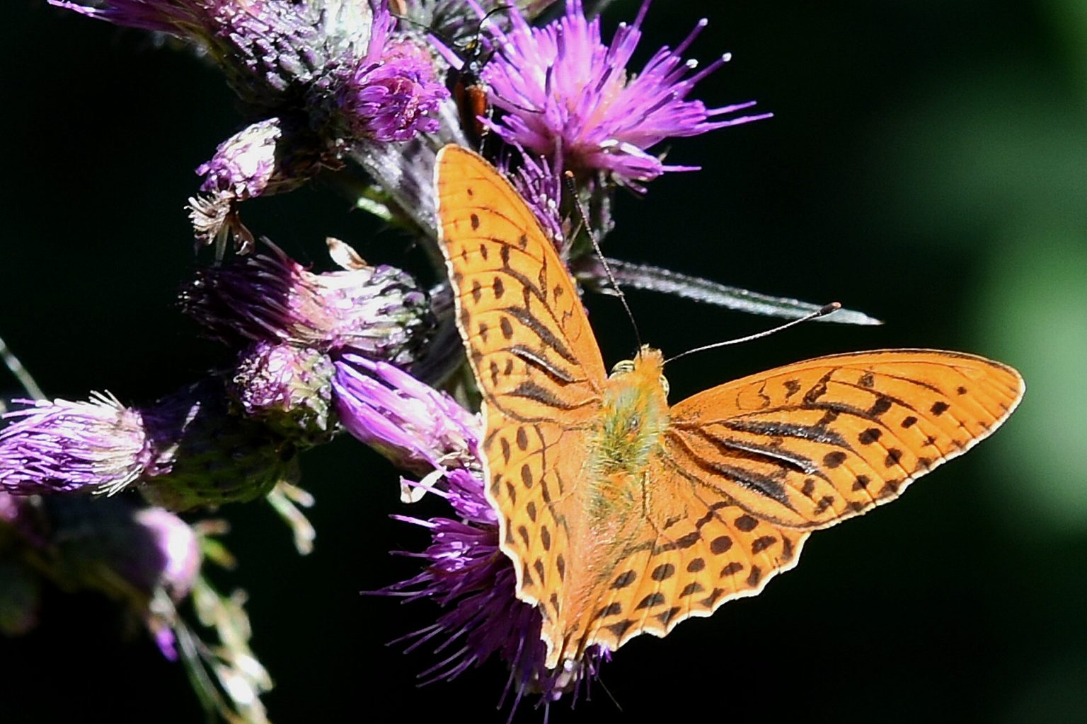 Valokuvaaja: Antti Kaskinen