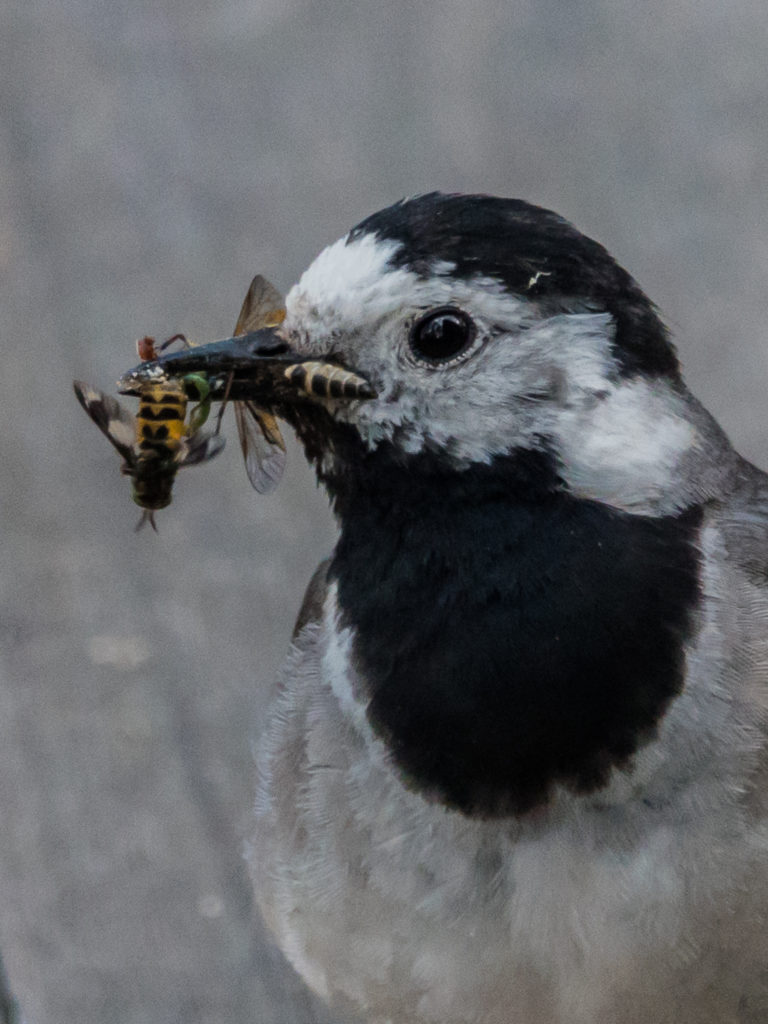 Valokuvaaja: Merja Ollikainen