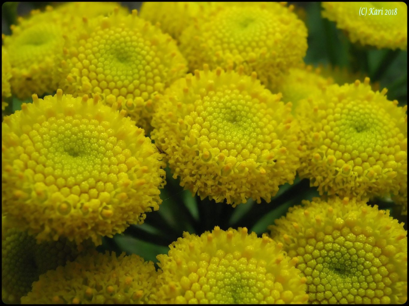 Valokuvaaja: Kari Saarinen