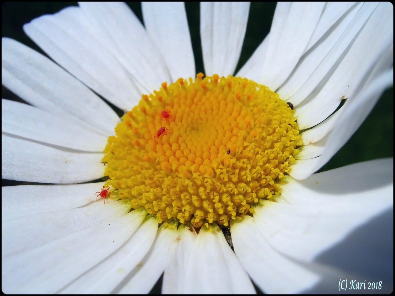 Valokuvaaja: Kari Saarinen
