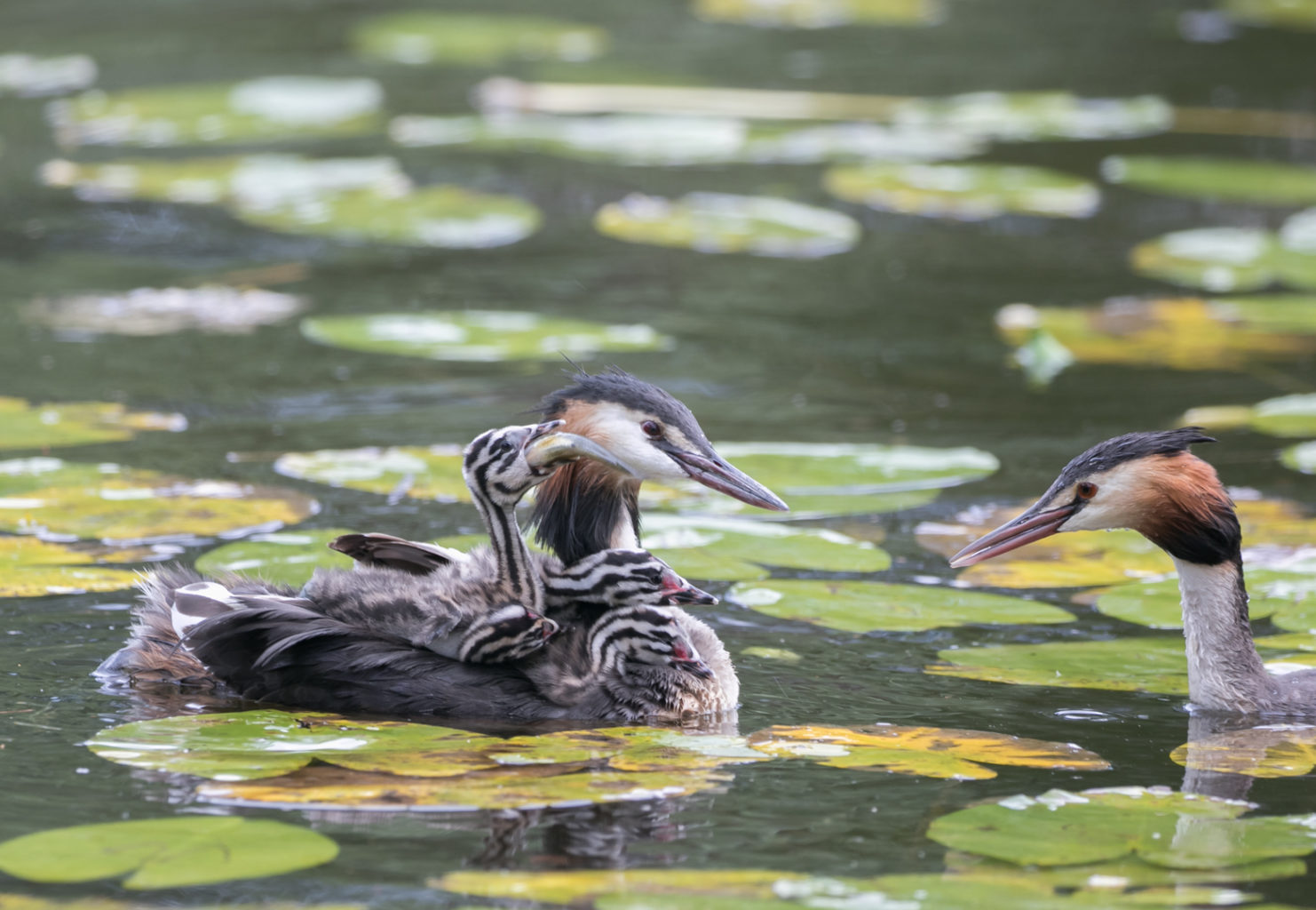 Valokuvaaja: Anne Patana